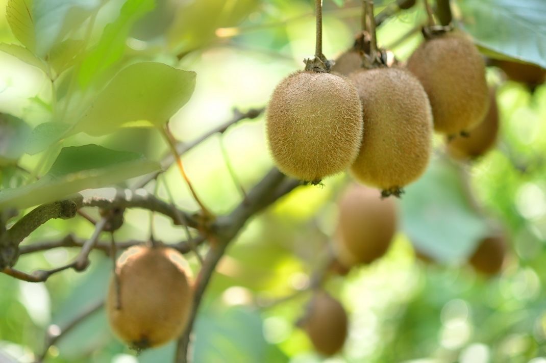 ilSalvagenteit's tweet image. Il ministero della Salute concede l'uso del pesticida Dormex sulle colture di kiwi. La sostanza è bandita in Ue dal 2022 per l'elevata tossicità  ilsalvagente.it/2026/02/16/lit…