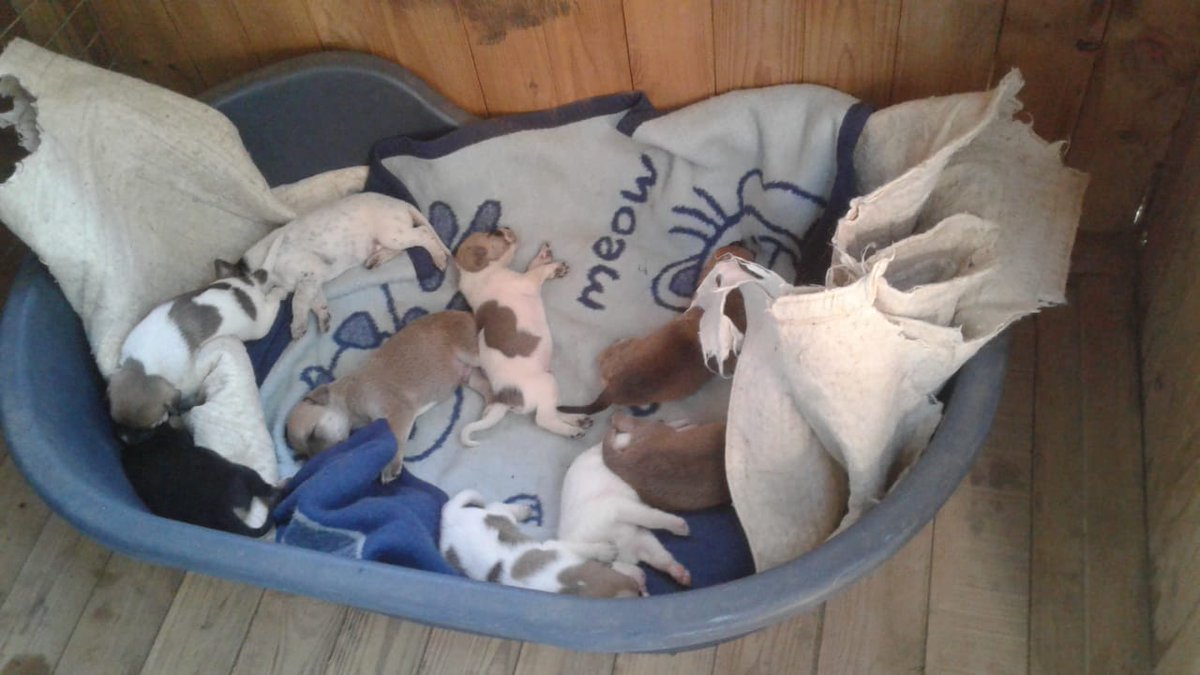 lee_yvonne69136's tweet image. SHEKINAH LODGE
PROFESSIONAL FREE RANGE DOG CARE &amp;amp; ETHOLOGIST

* Free range boarding
* Introduced together as a pack
* Large open areas
* Large dogs have 1000sqm garden
* Dam included

youtube.com/shorts/rgQ_tBw…

#spacetoplay #largegarden #grooming #medical #stellaSA #dog #services