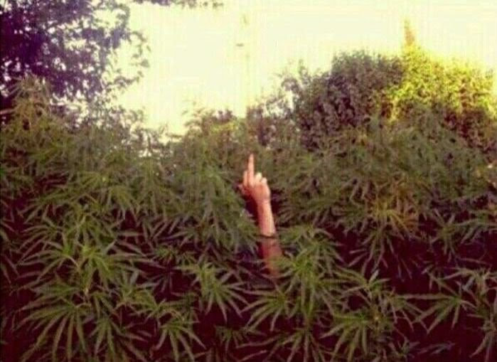 bootleg_images_bot(twee!:void(0)-+**** (@chronic_clinic_) on Twitter photo 