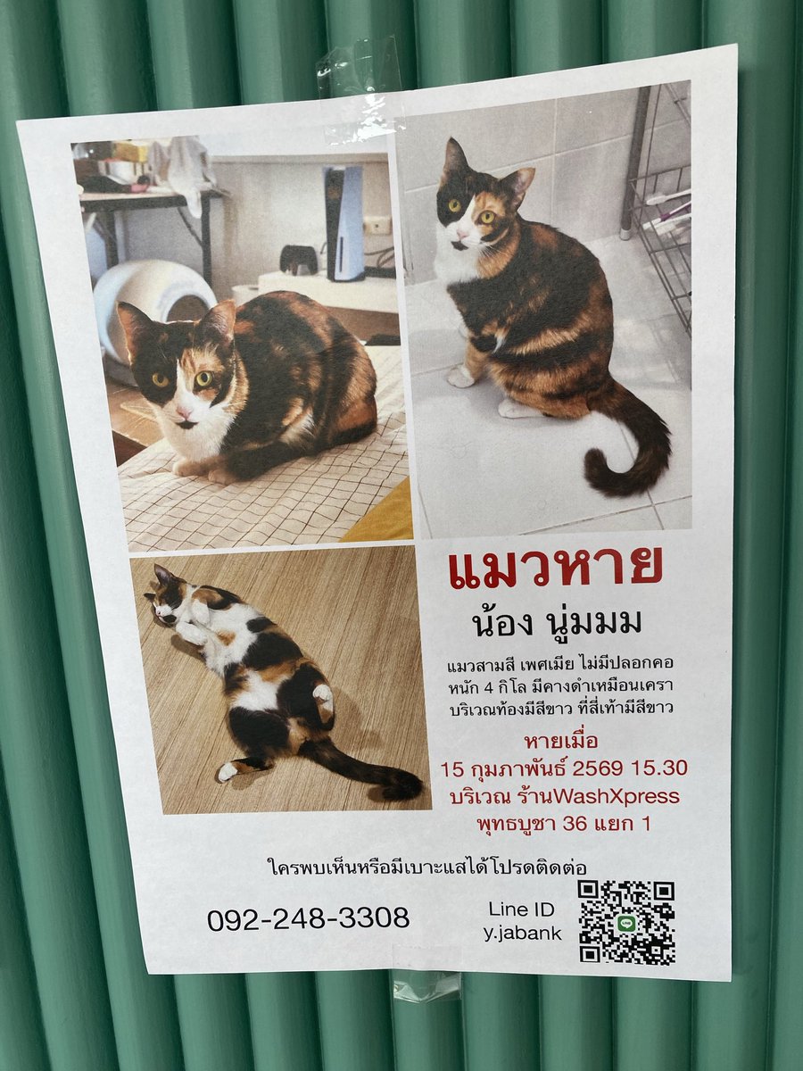 CatsterClub's tweet image. ‼️ตามหาน้องแมวค่ะ‼️

พิกัด :พุทธบูชา36 แยก1 
ติดต่อ : 0922483308