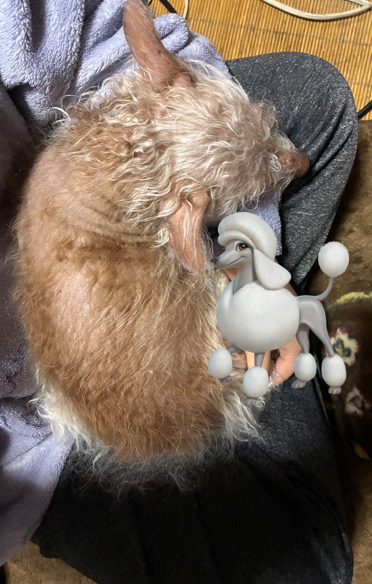 うちの🐶大体ここが定位置なんやけど、前足で顔洗ったりするから前世もしかして猫…？？？？