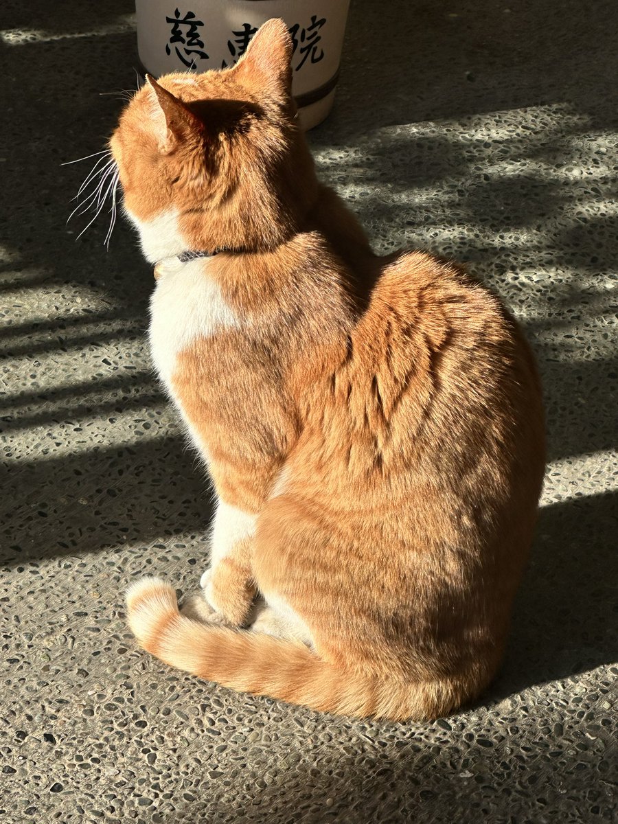 お寺さんの猫ちゃん
20才近い保護猫ちゃん🐈
すごい！！！
もっともっと長生きしてね〜♪