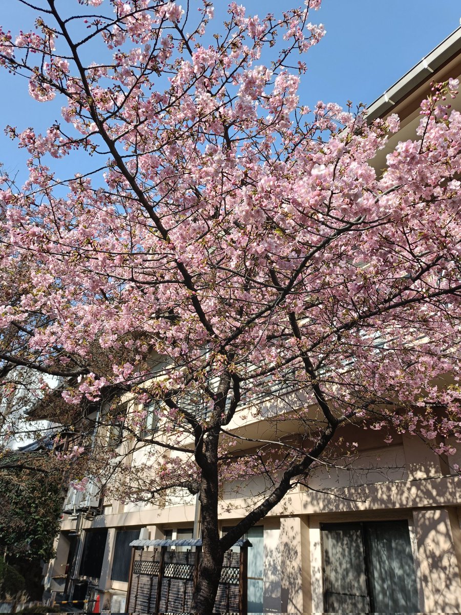 東京は今、河津桜が見頃のはずなのだが、エリアや木によってばらつきがあるようだ。浅草にあるこの寺院の河津桜は、8割くらい。ソメイヨシノほど密度がないので、モデルと絡ませるのは難しいかもな。

 #河津桜