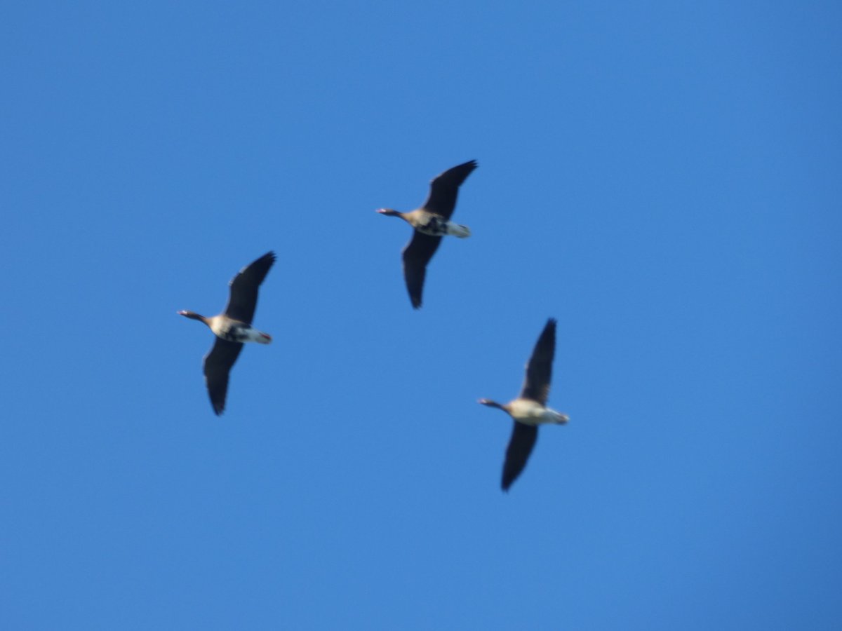 kevin stead tweet media