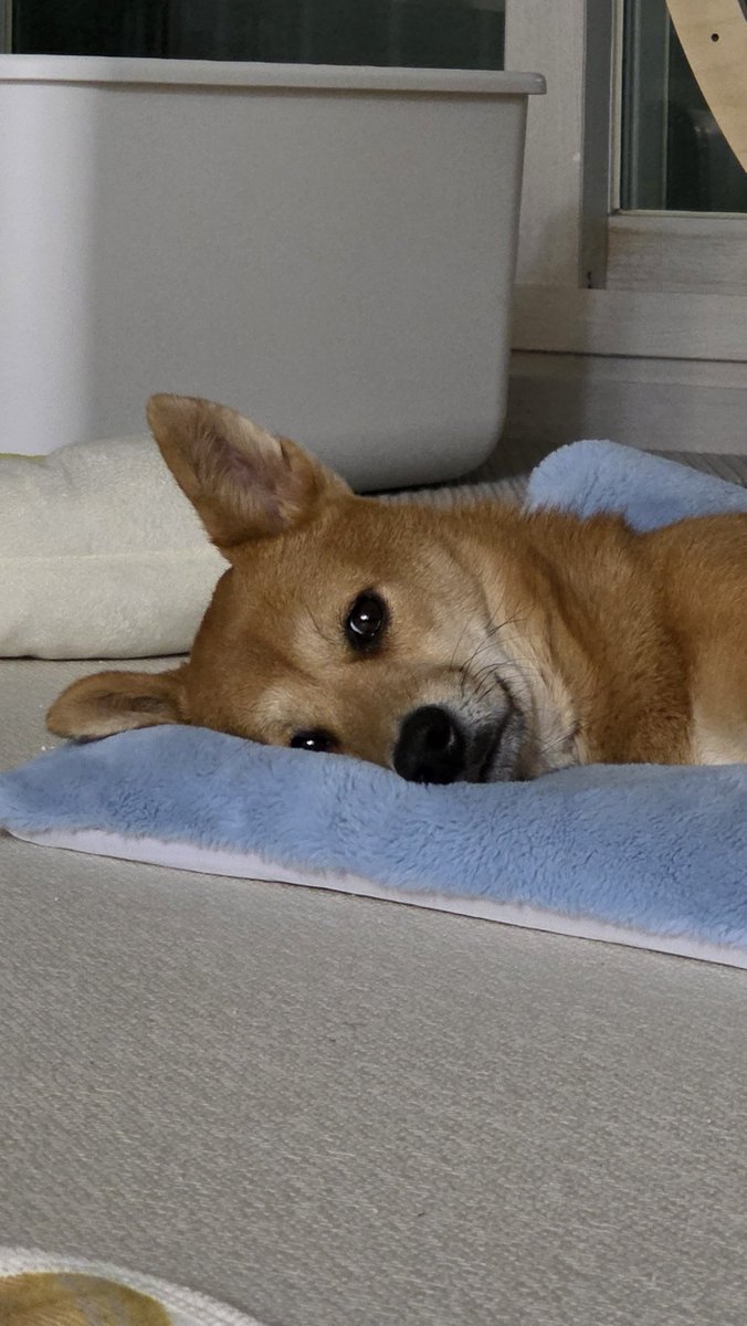 그래서 얘가                               얘가 됐어요