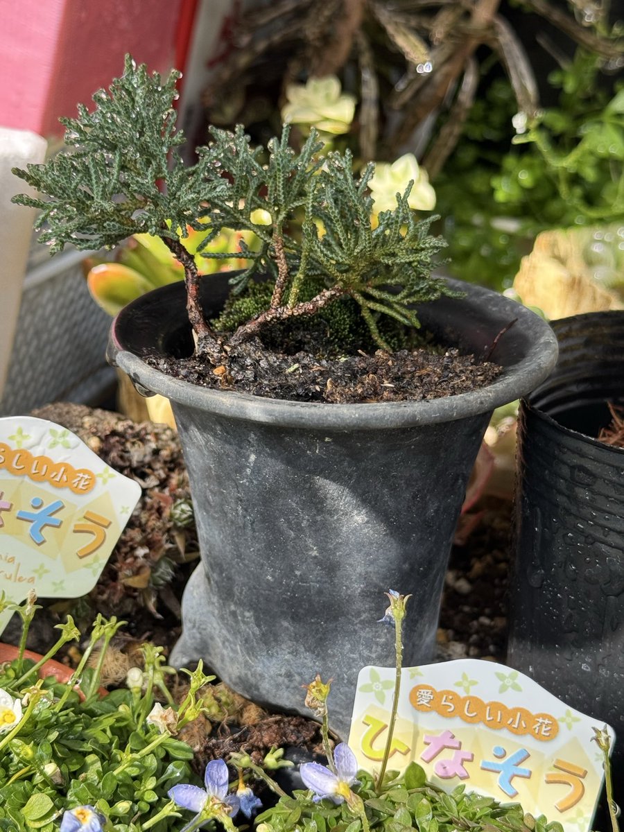 趣味の園芸コミュニティ Community on X - 91 Members