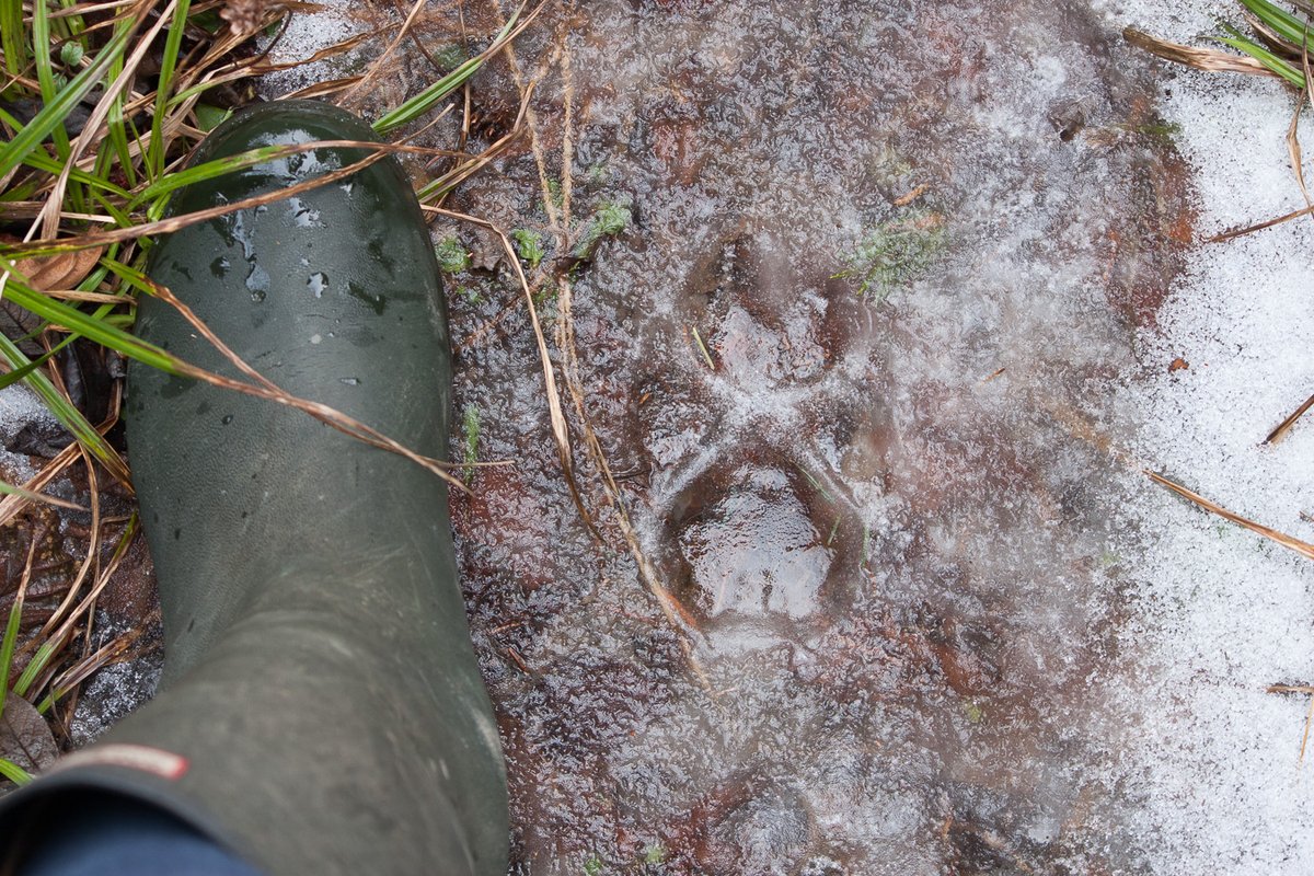 p_aulwhite's tweet photo. Partially melted canine track which I believe was made by a domestic dog. #CarpathianForest #Romania https://t.co/E1bljc1x4B