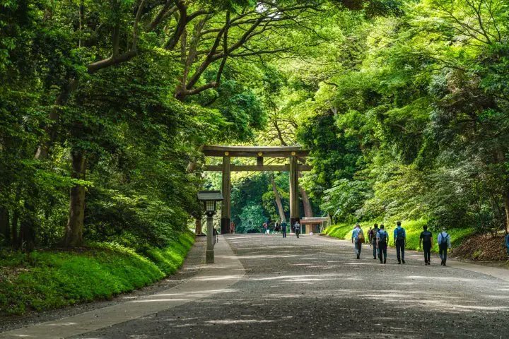 khun101010's tweet photo. ชอบสวน​สาธารณะ​แบบ Yoyogi Park ในโตเกียว​ คือเป็นตย.ที่ชัดเจนของ "ป่าในเมือง" ที่สมบูรณ์แบบ ดูเขียวชอุ่มเหมือนป่าจริง ต่างจากหลายๆเมืองที่สวนดู​แห้งๆ พอโตหน่อย​ก็ไปยุ่งกับมัน​ ตัดแต่ง​ โตแบบลีบๆ​ สะท้อนถึงการให้ความสำคัญกับพื้นที่สีเขียวว่าเป็นแค่ของตกแต่งหรือเป็นปอดของเมืองจริงๆ https://t.co/Idr6bP4Jd8