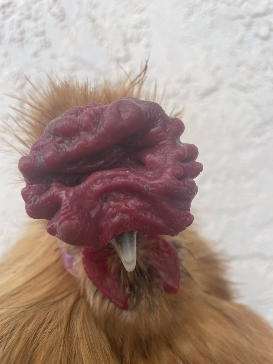 teacher: hey mister i saw you chewing that gum a minute ago, where did it go

the underside of the desk: