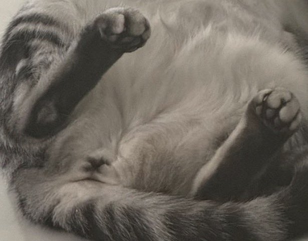 오늘도 지켜지지 못한 냥권 
바울양 발이 왕발이셔요 . . 🐈