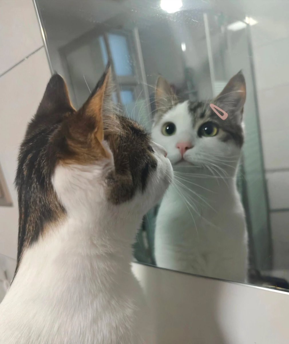 NoCatsNoLife_m's tweet image. Just a girl 🎀