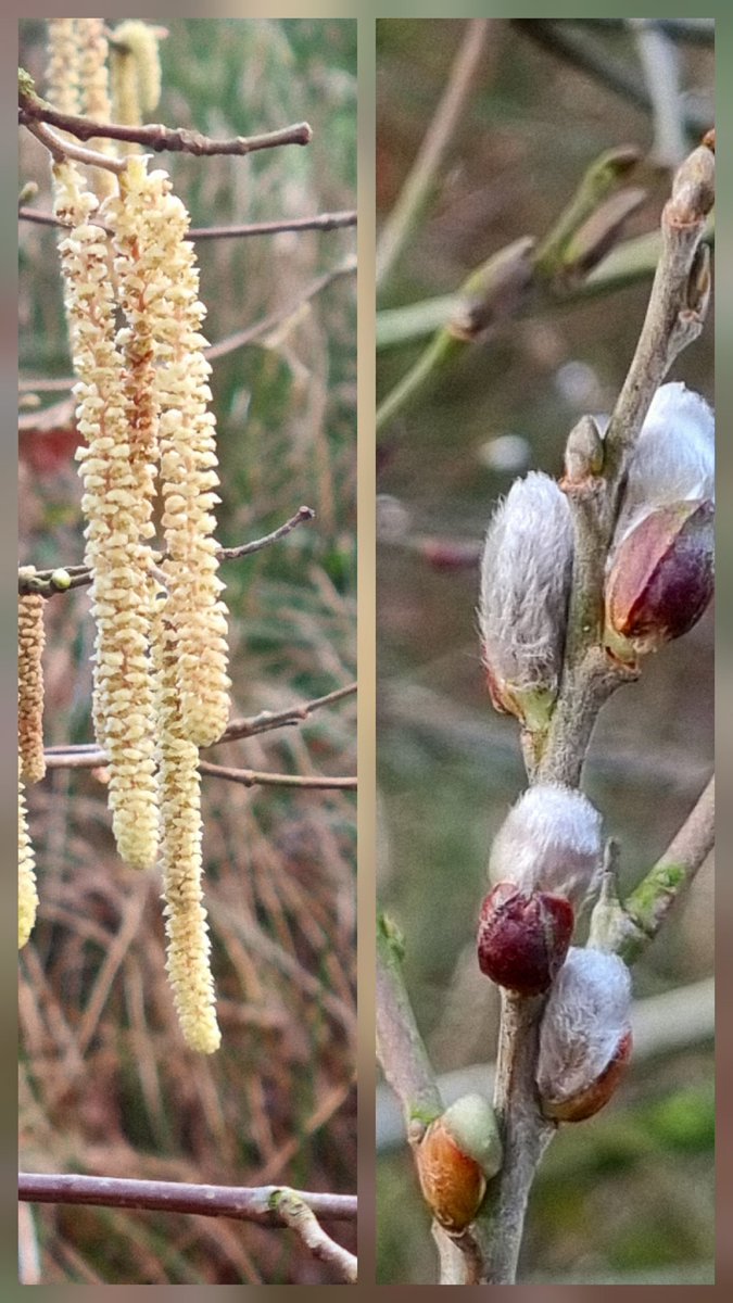 SheilaG17662835's tweet photo. A bit late for #wildflowerhour #winter10, but here's are 6 all I could find around .My home in North #Cumbria @BSBIbotany
@Wildflower_hour https://t.co/fFVMKZcHiQ