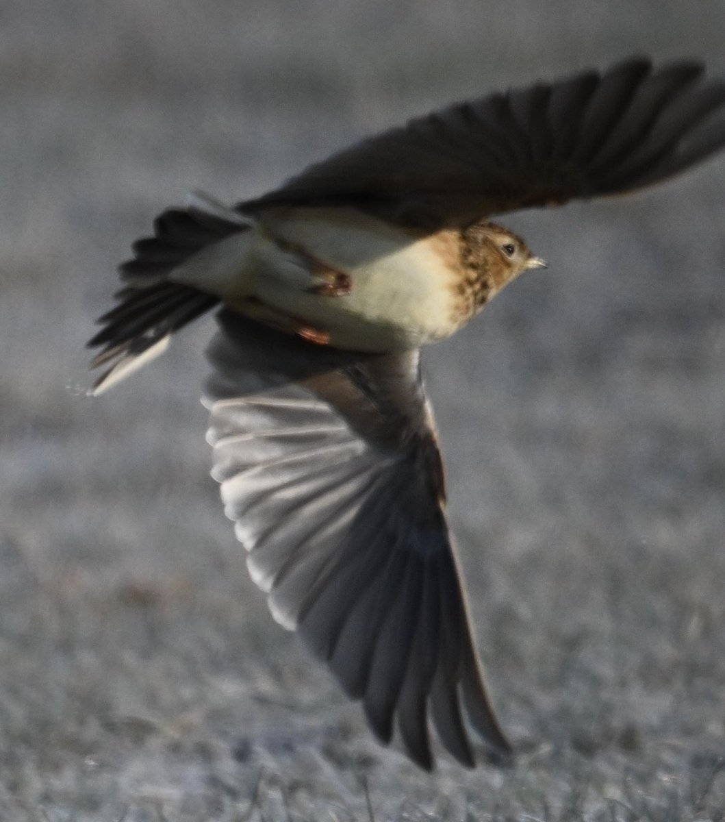 Ben Koks tweet media