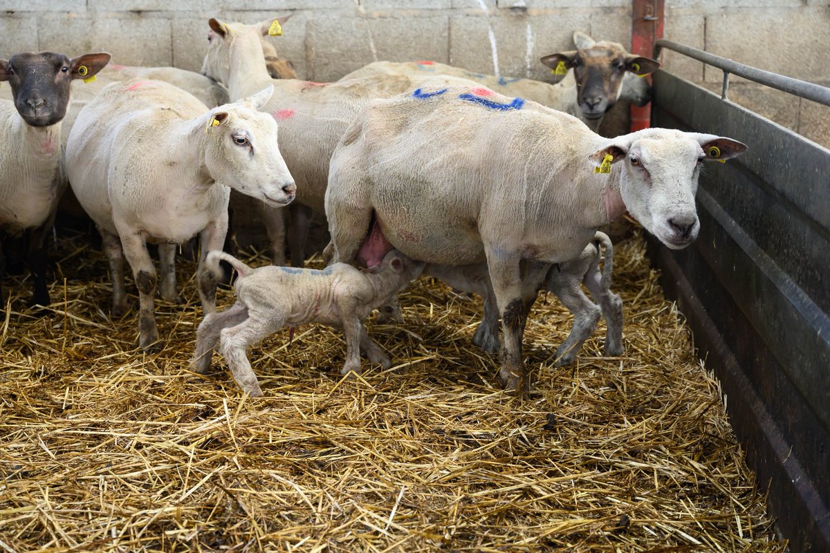 Mathieu Lefèvre tweet media