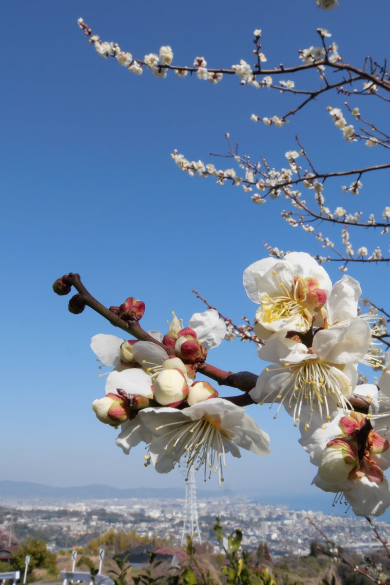 根っからのgoogleユーザーなのでGeminiにこの画像を浮世絵風にして