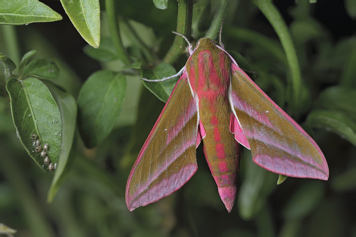 Lorient Agglo tweet media