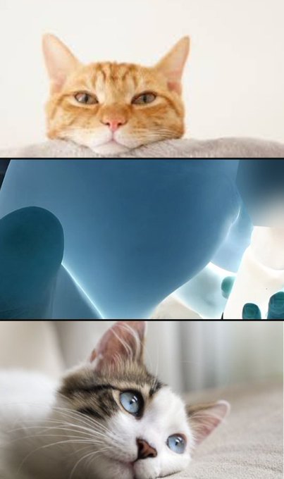 นมสด. tweet media