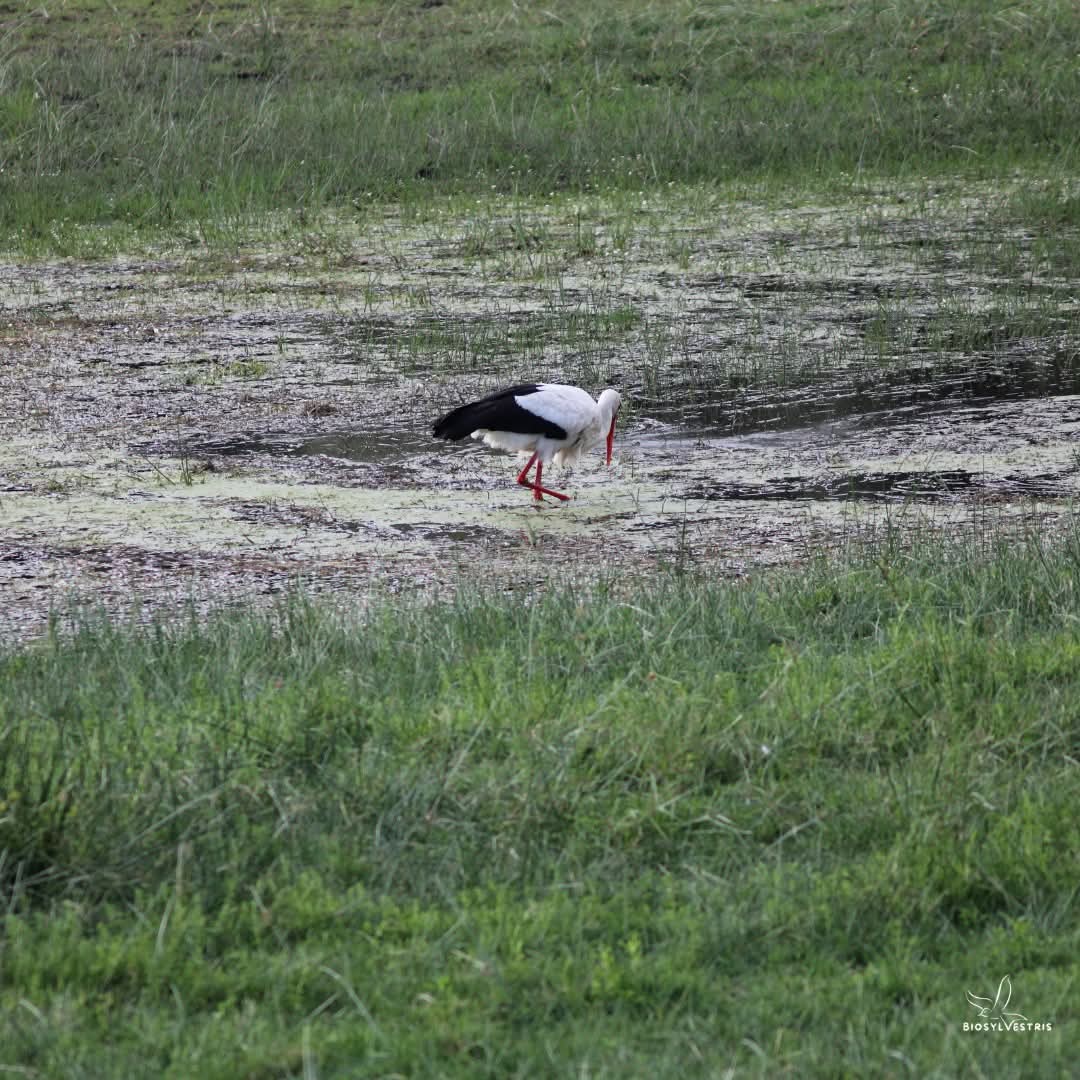 biosylvestris's tweet photo. Año tras año, la misma pareja de cigüeña blanca vuelve al mismo nido para criar, y en valle del Tiétar no es una excepción. Ambos padres participarán en la incubación, ya que tanto el macho como la hembra poseen placa incubatriz y se irán turnando para engorar los huevos 🏞 https://t.co/CSeAkWzvSx
