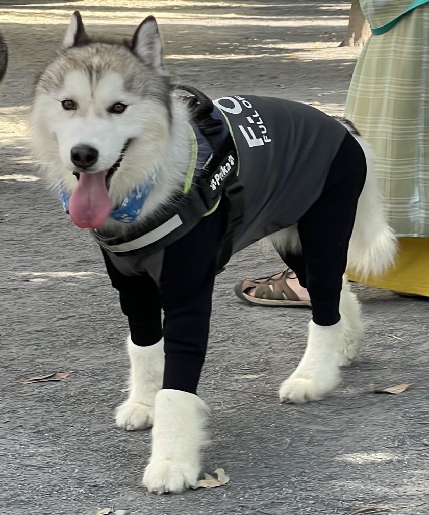 ︎✿あんず✿ハスキー (@husky_anz0516) / Posts / X