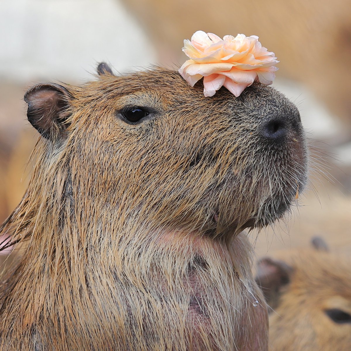 うさ＠カピバラだらけ (@usa0831) / Posts / X