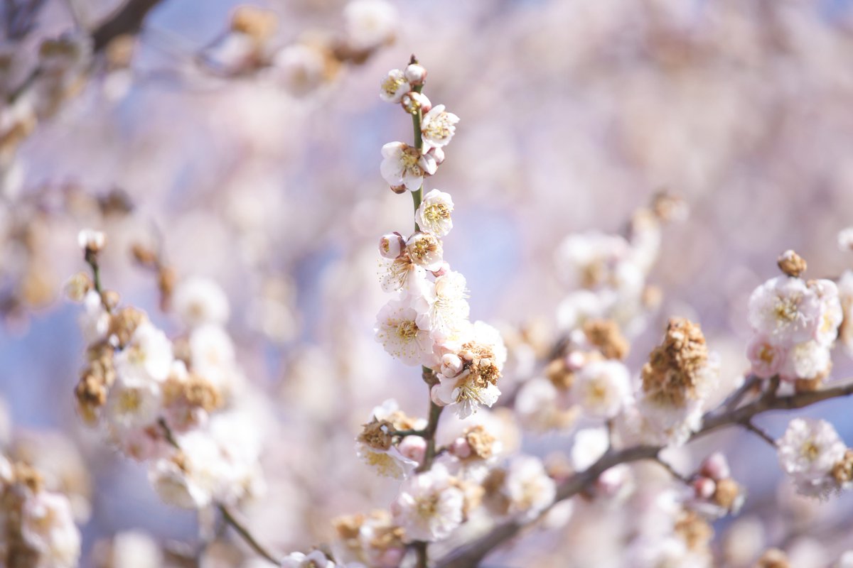 200mmの圧縮効果非常に良い🥺
最近バイトも休職させてもらってるから写真撮ってないけど、体調良くなったらまたカメラぶん回したいなァ(  ˘ᵕ˘  )🖤