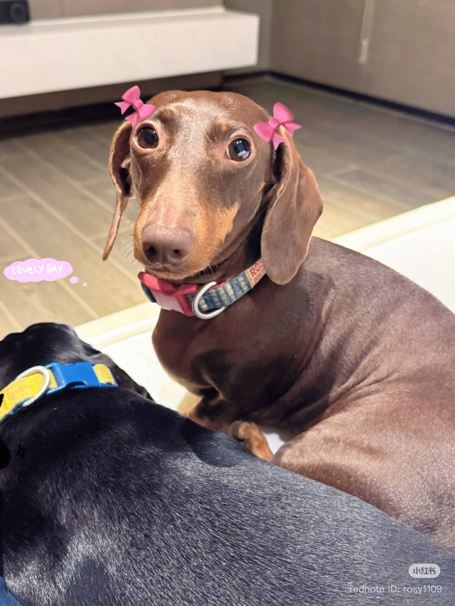 [📸] 021626 #ZHAOLUSI #赵露思          
Zhao Lusi XHS Update

“🧨
jiang～”    

🔗 xhslink.com/o/630h154mlXx

#RosyZhao #조로사 #จ้าวลู่ซือ