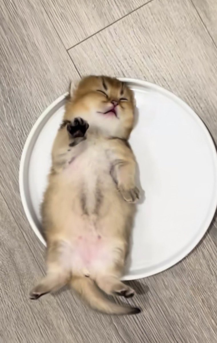 AFK 🐟 tweet media