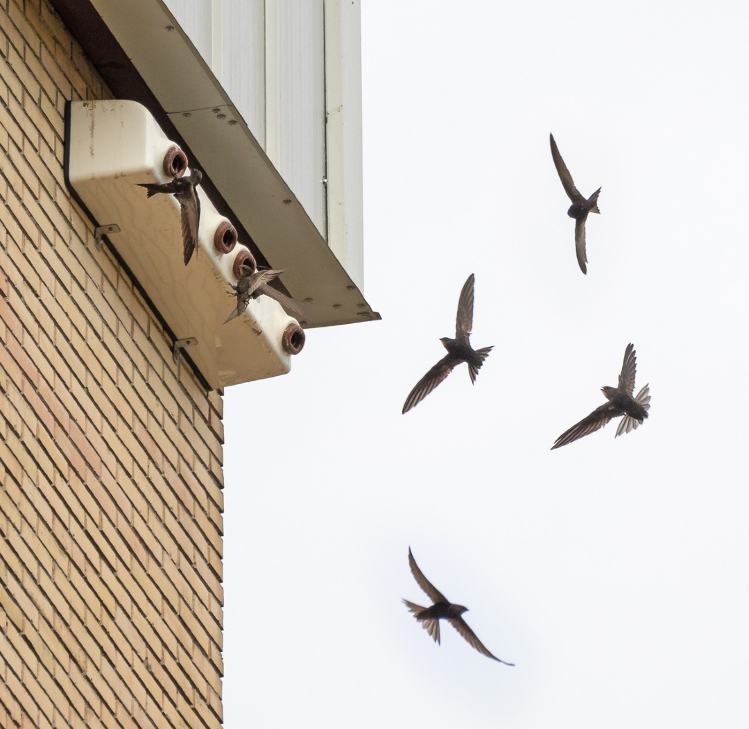 🏠Medidas sencillas por el bien de los vencejos. 

El caso de Escocia es un ejemplo para ayudar estas aves: obligar a instalar nidales en los edificiones de nueva construcción. 

Lee la noticia completa: seo.org/escocia-obliga…