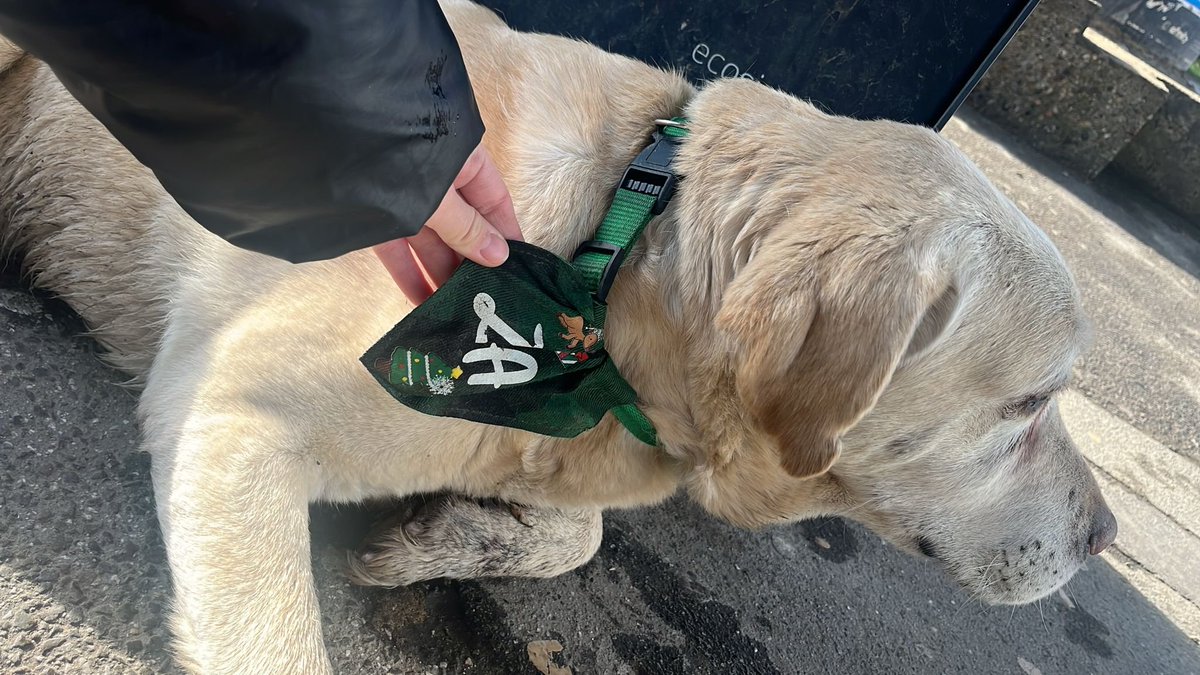 ivanazeljicili1's tweet image. Sestričina je slikala na Mostaru labradora ako je nekom pobegao...delite pls
Ima zelenu ogrlicu i ovu maramu