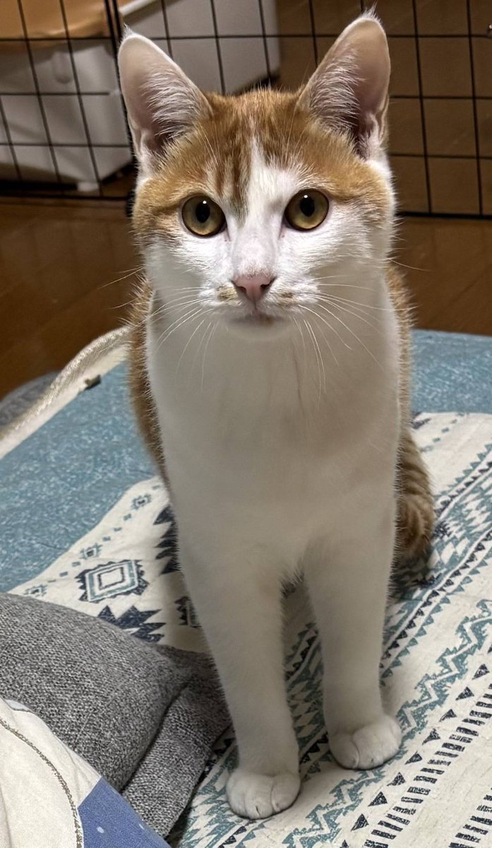 4月25日開催
第10回福島市市民センターで猫ちゃんの譲渡会
ただいま参加される保護主様を募集中。
譲渡会が気になる方や
譲渡希望の猫ちゃんを抱えている方など
まずはご相談ください🍀
みんにゃ
一緒に参加しようよ🐱🐱
 #保護猫  #譲渡会  #福島  #ふくしま