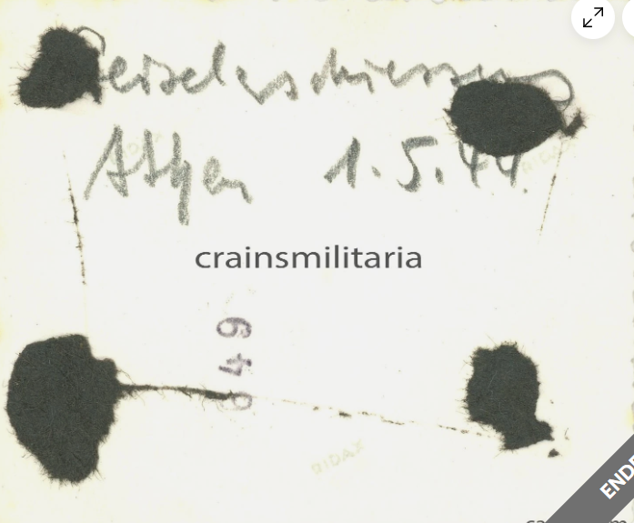 Damian Mac Con Uladh tweet media