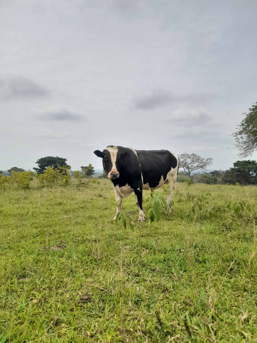 Akenjoki Farm Uganda tweet media