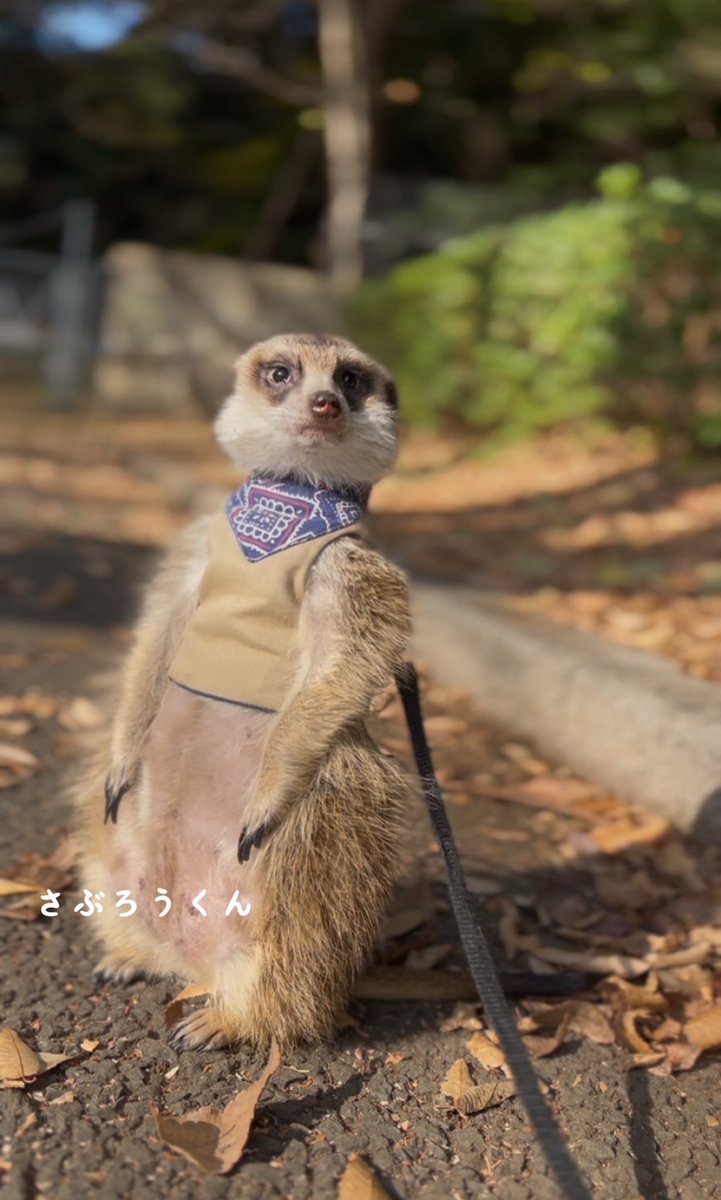 お知らせ】 駅前店で暮らしているミーアキャットのさぶろうくんは横浜
