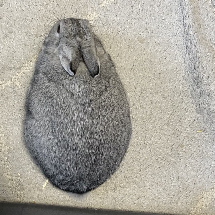 実は…… この姿…

甘えん坊モードなんですよ。

可愛いがすぎない？？？？？？？？？？