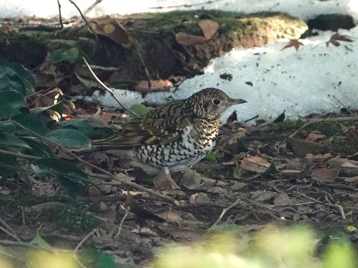 ツグミ類の中でもトラツグミは別格です。２日前に運よく会えたもののその後姿を見ていません。今月中にもう一度会えたらいいな。　
#トラツグミ　
#鶫　#野鳥