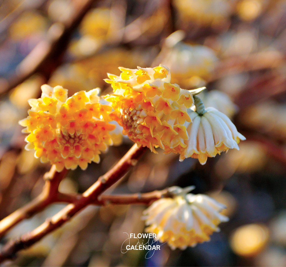 ミツマタ｜花の日めくり 花言葉「肉親の絆」 中国原産で、初春に甘い