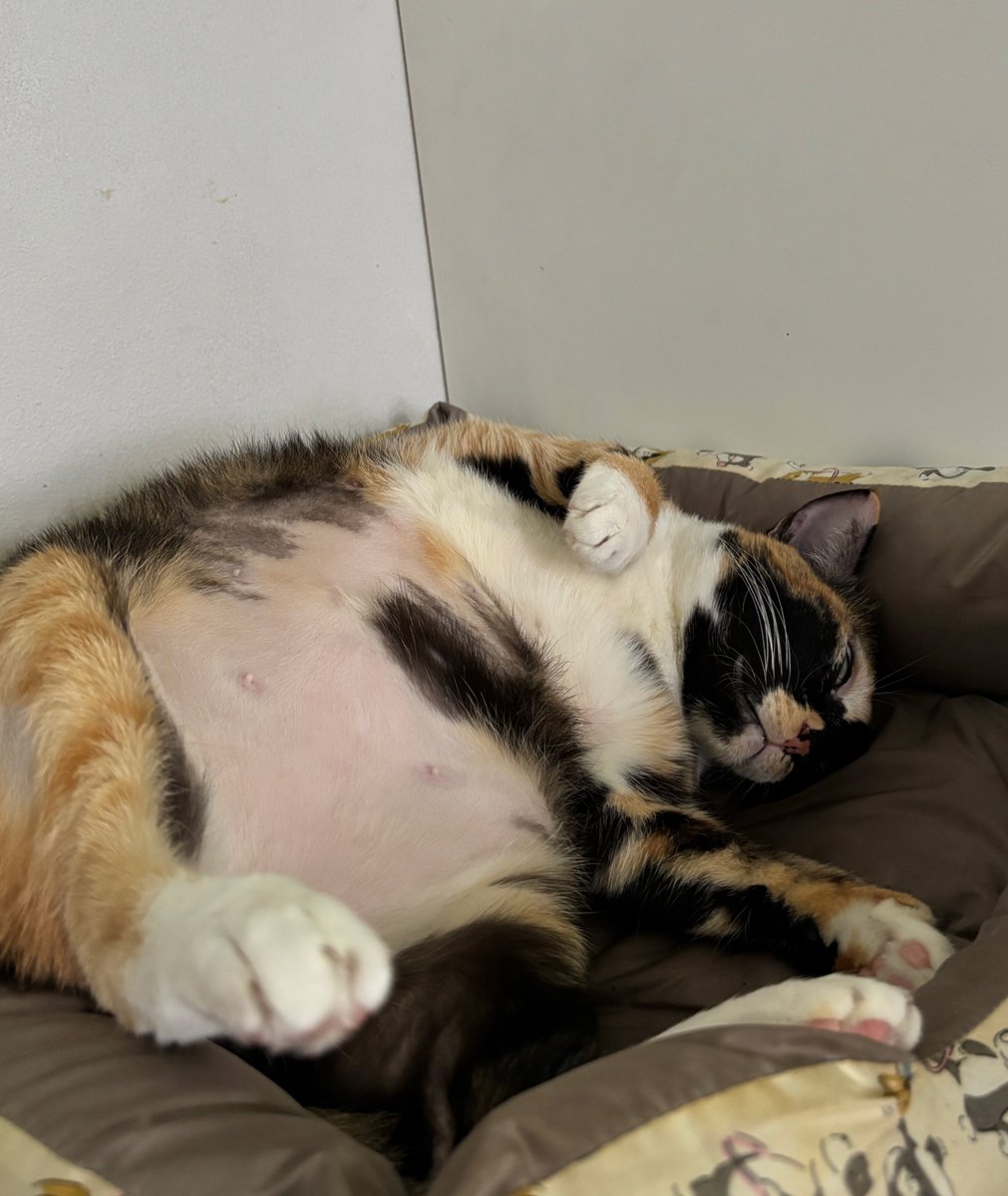 ชีนอนแบบนี้ทุกวันเลยตอนบ่ายๆ ออกแนวอิ่มหมู