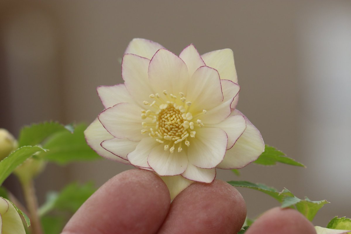 ohgi_nursery (@OhgiNursery) / Posts / X