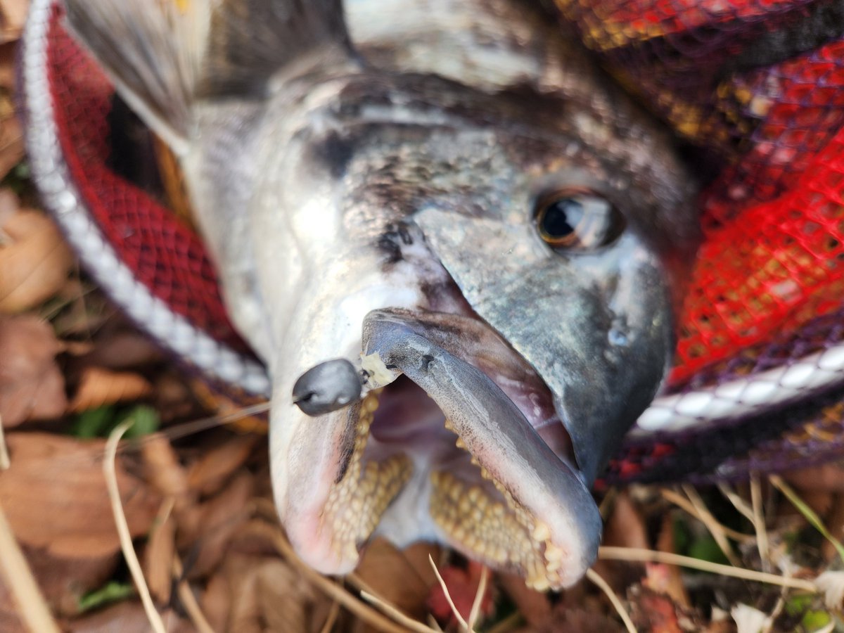 ツヨっさん tweet media