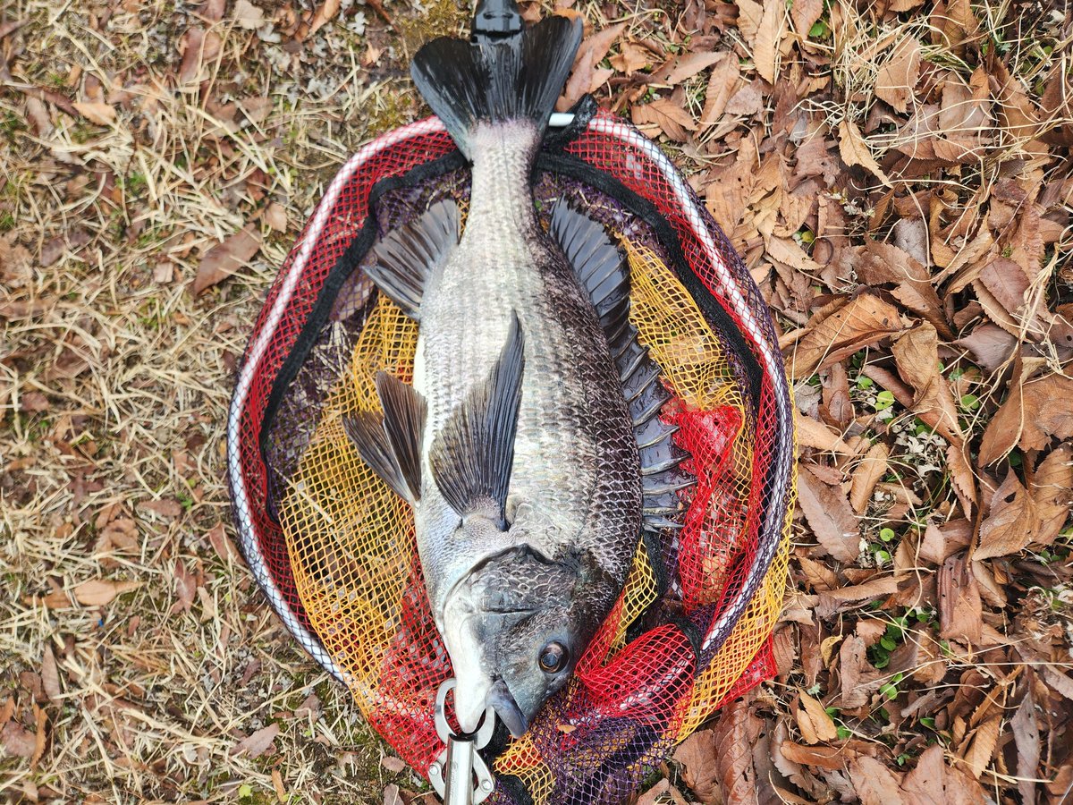 ツヨっさん tweet media