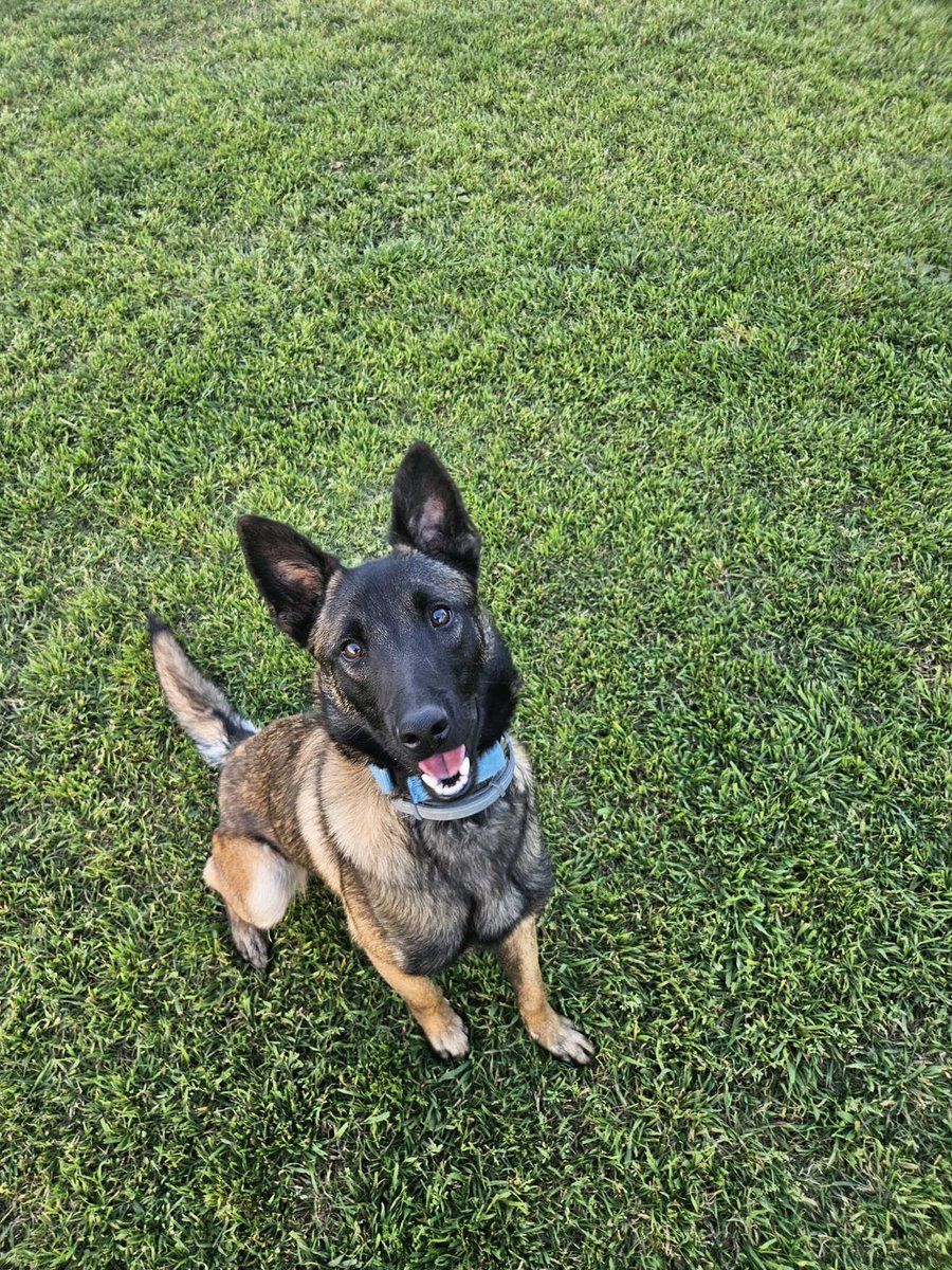 💙🐾 KAILA EN ADOPCIÓN 🐾💙

🐕‍🦺 Pastor Belga Malinois
🎂 1 año y 4 meses
🤍 Muy sociable con personas
🐶 Sociable con perros con buena presentación
🌱 Jubilada por miedos

Kaila necesita un hogar donde crecer con seguridad y cariño 💙

¿Quieres adoptarla?
🔗 Rellena el