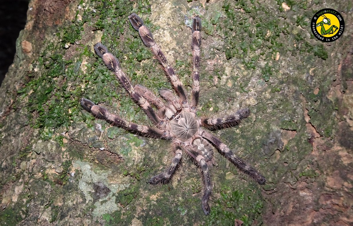 bugsnstuff.com tweet media