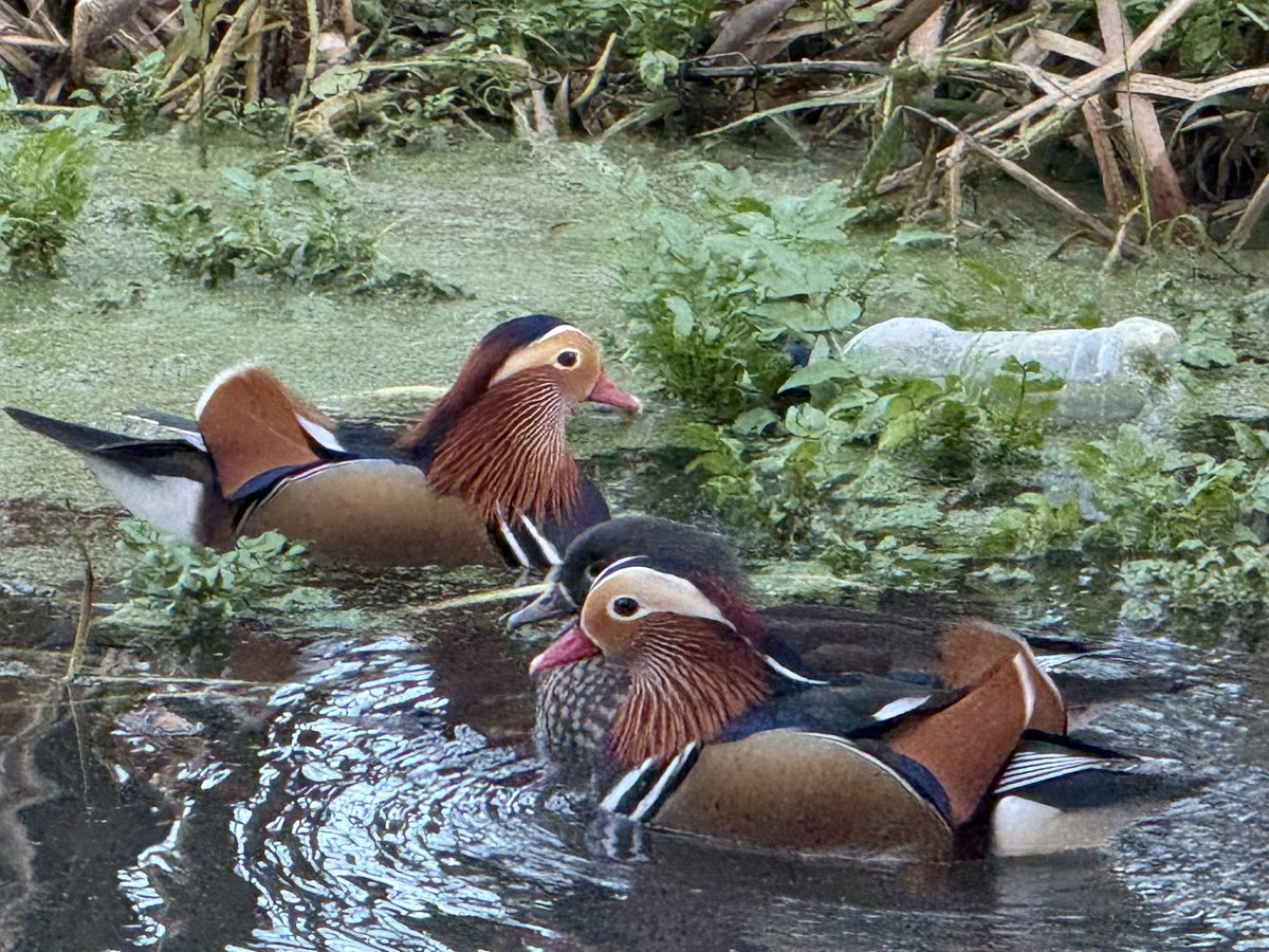 Joseph Humfrey tweet media