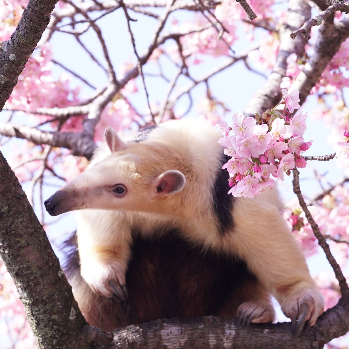 今日の写真upしときます

まもなく蕾がはじけ
イベント中一番のフォトジェニックな時間が・・・
