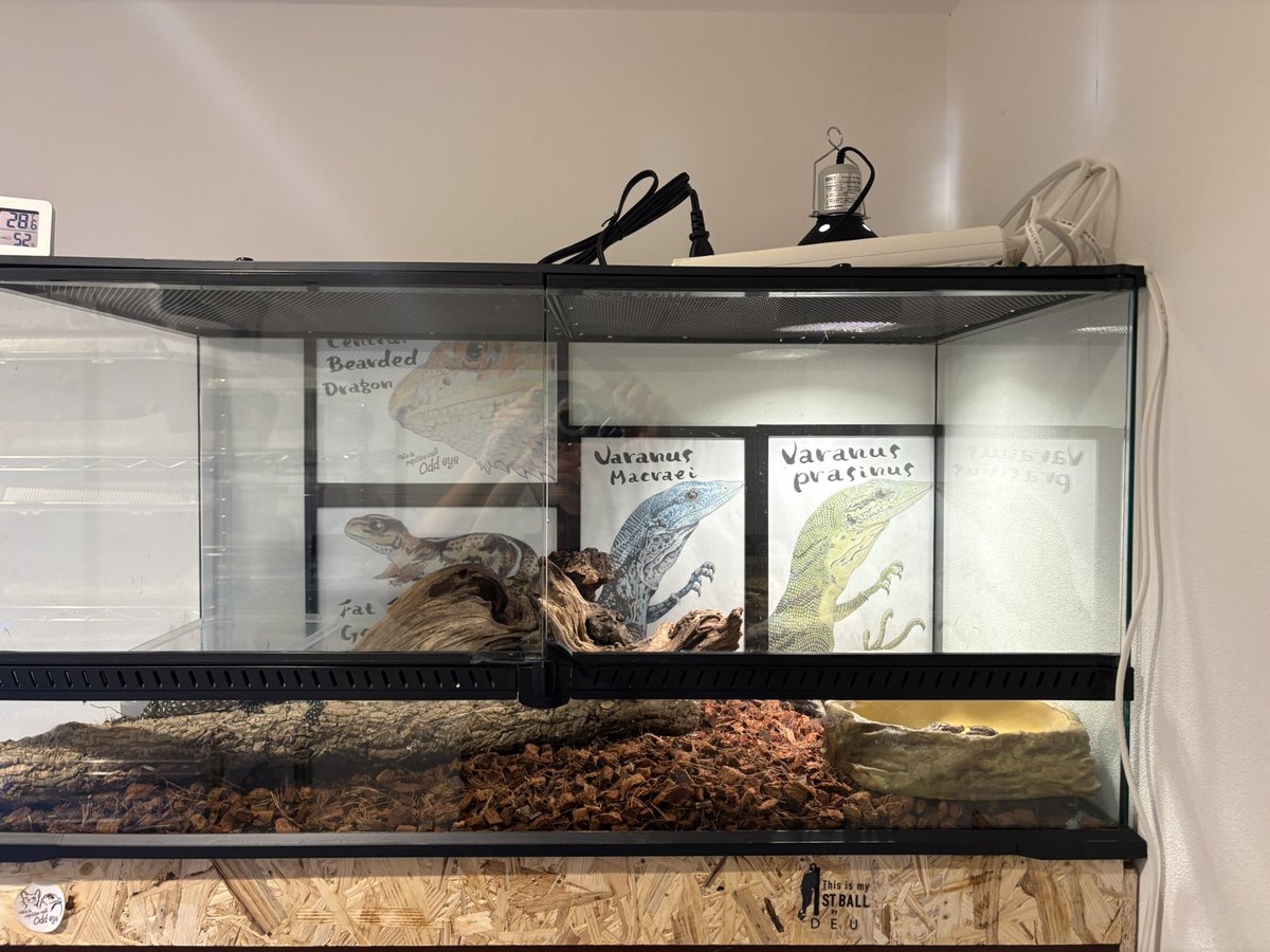 londonbule's tweet photo. シリウスさんにてついに初のモニターをペアで購入させていただきました🦎
ブルーテールモニター　ジャヤプラ産
産地により性格が異なる場合があるようで、購入した子はおとなしくて可愛いです。
セッティングも完了し、温度湿度に気をつけて長生きさせていきたいと思います！
モニター熱🔥 https://t.co/LyLOr2oGKN