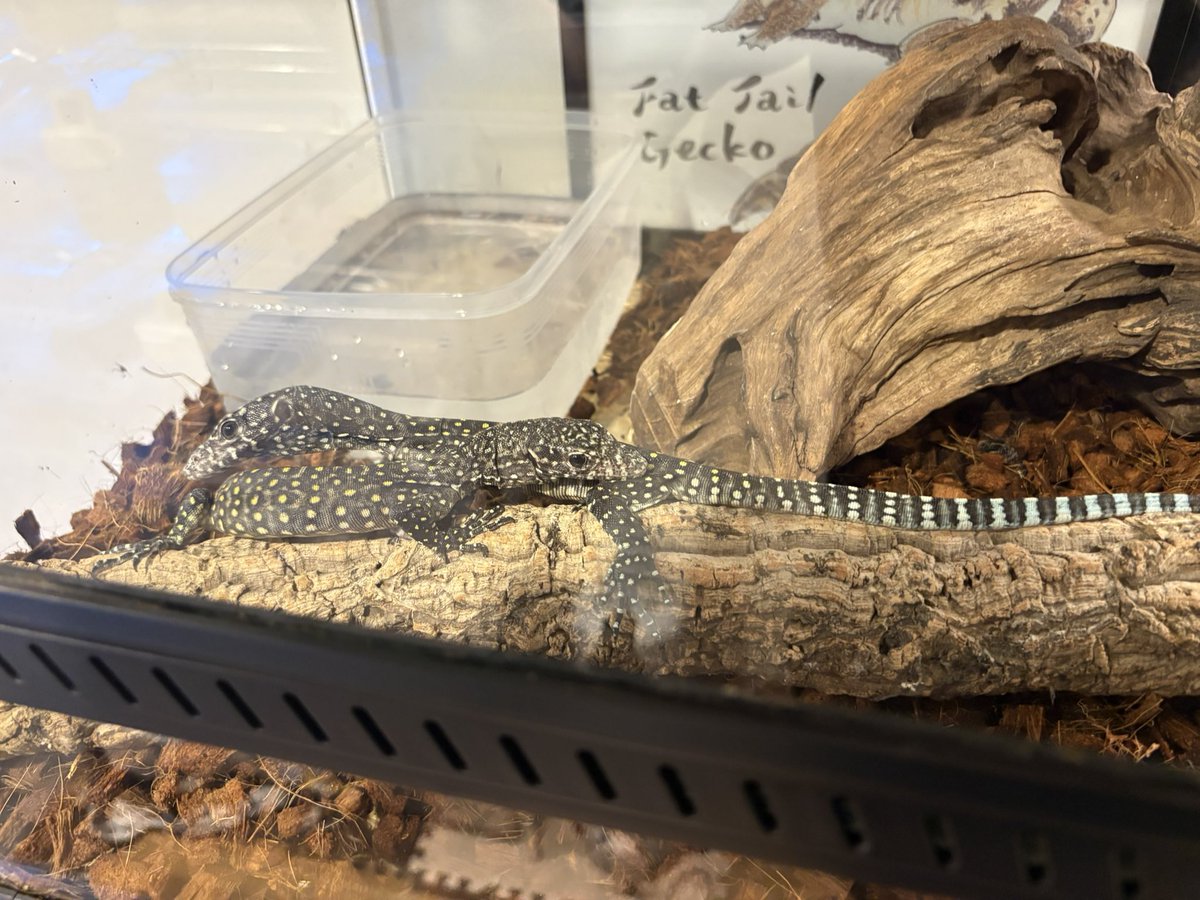 londonbule's tweet photo. シリウスさんにてついに初のモニターをペアで購入させていただきました🦎
ブルーテールモニター　ジャヤプラ産
産地により性格が異なる場合があるようで、購入した子はおとなしくて可愛いです。
セッティングも完了し、温度湿度に気をつけて長生きさせていきたいと思います！
モニター熱🔥 https://t.co/LyLOr2oGKN