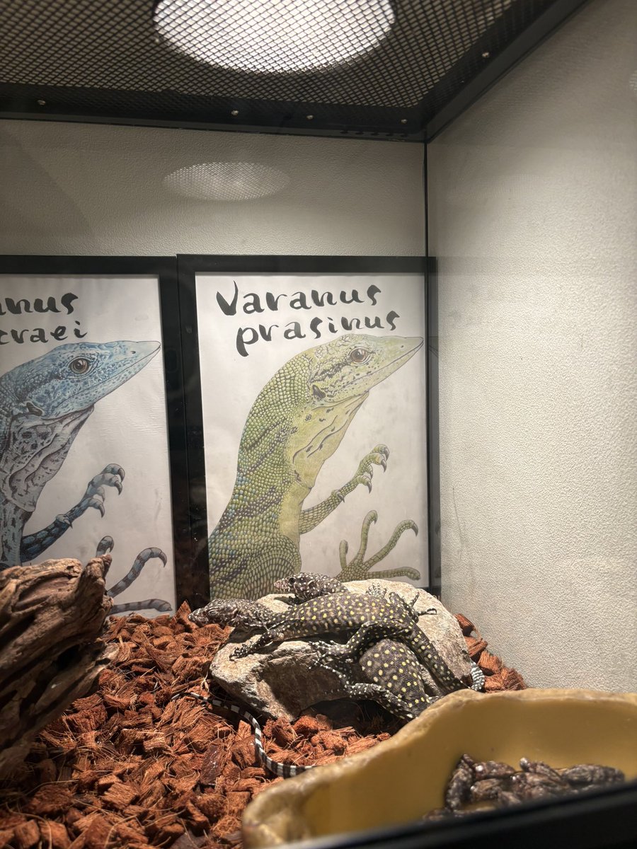 londonbule's tweet photo. シリウスさんにてついに初のモニターをペアで購入させていただきました🦎
ブルーテールモニター　ジャヤプラ産
産地により性格が異なる場合があるようで、購入した子はおとなしくて可愛いです。
セッティングも完了し、温度湿度に気をつけて長生きさせていきたいと思います！
モニター熱🔥 https://t.co/LyLOr2oGKN