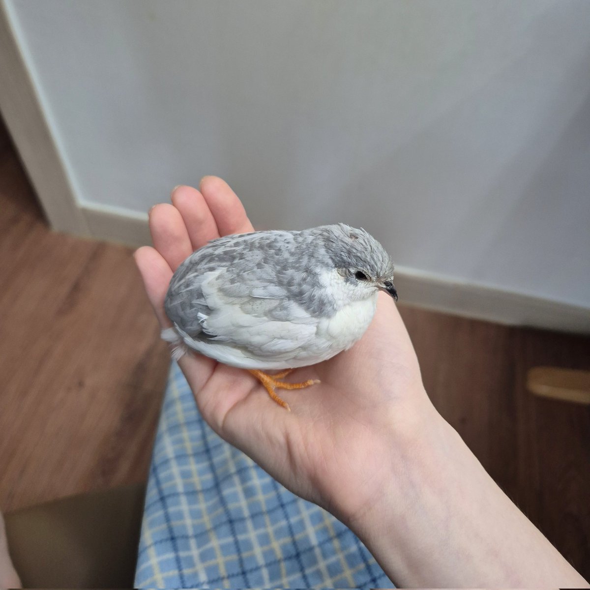 다리 tweet media