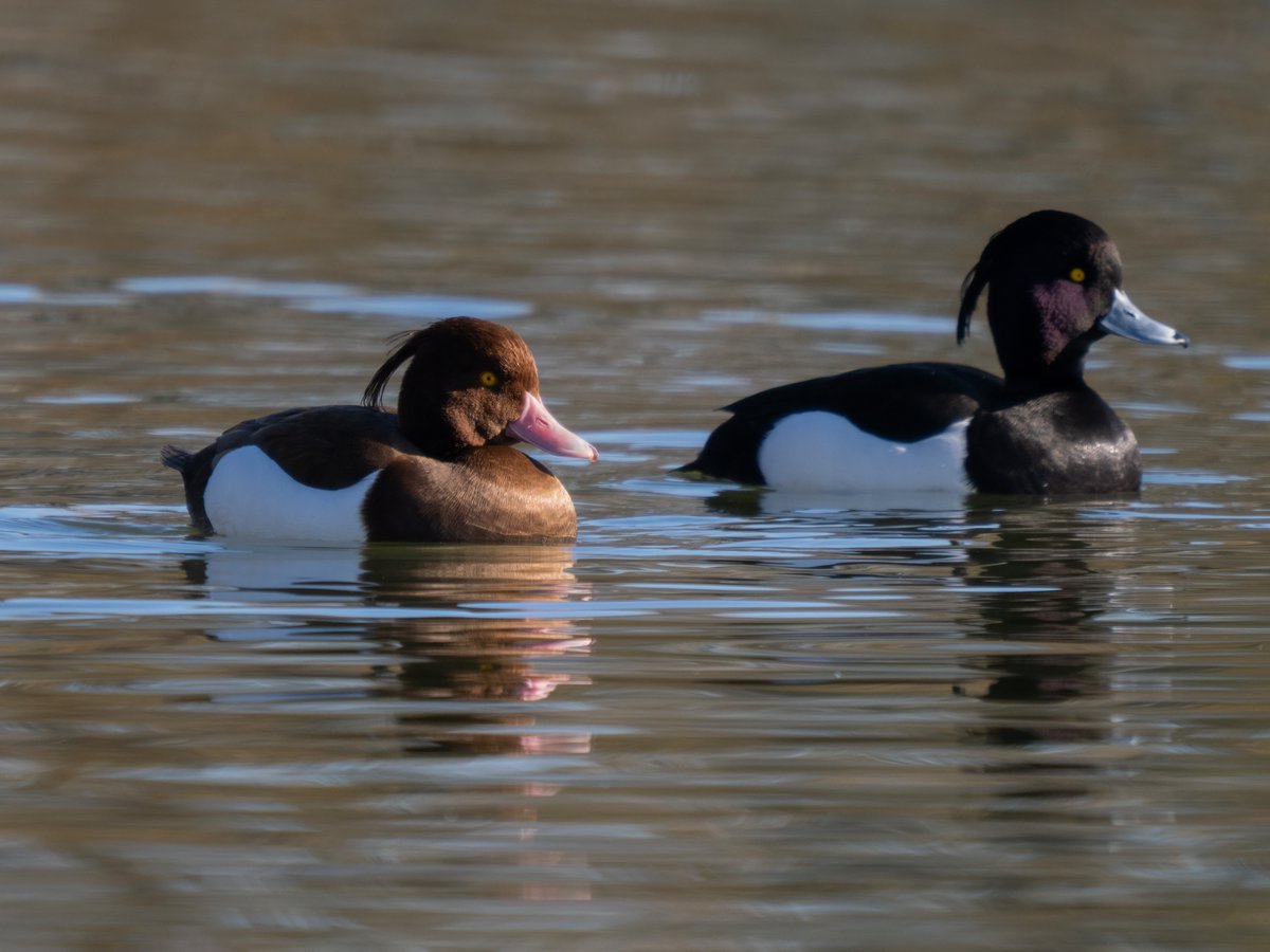 John Oates tweet media