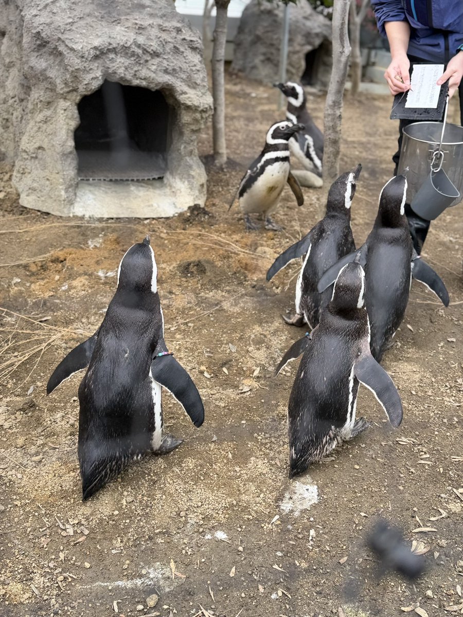今日の「トム選」は「ペンギン」🐧 すまシーのマゼランペンギンたち
